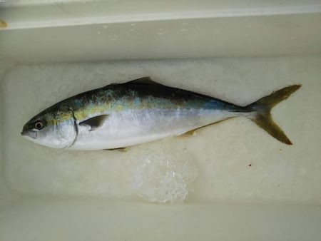 ジギング釣り果